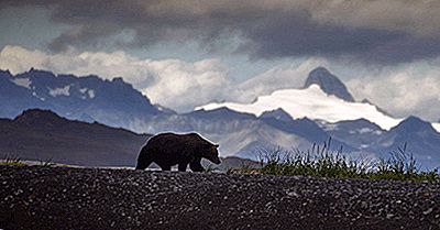 Unde Locuiesc Urșii Grizzly?
