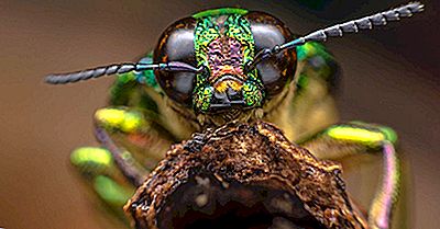 Quelles Espèces Composent Le Règne Animal?